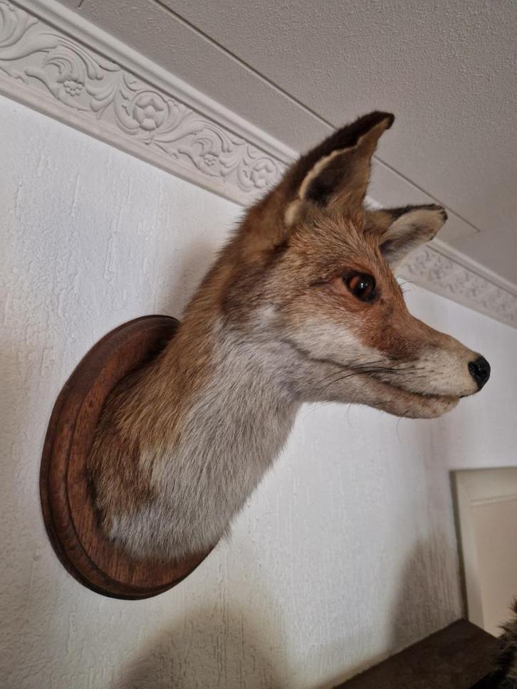 Grote rood vos kop aan hangend schildje + meer brocante., Verzamelen, Dierenverzamelingen, Zo goed als nieuw, Beeldje of Figuurtje