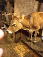 Boter per 500 gram., Ophalen