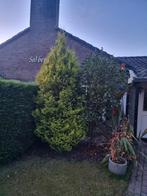 Gratis Kerstboom Afhalen, Bloeit niet, Halfschaduw, 100 tot 250 cm, Overige soorten