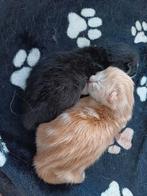 Lieve, rode. langharige en super sociale kitten, Dieren en Toebehoren, Katten en Kittens | Raskatten | Langhaar, Meerdere dieren