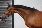 10 jarige Negro merrie, Merrie, Z, Gechipt, Dressuurpaard