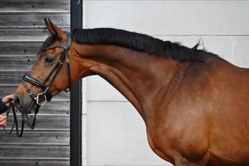10 jarige Negro merrie beschikbaar voor biedingen