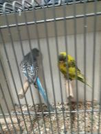 Diverse blackface grasparkieten, Dieren en Toebehoren, Vogels | Parkieten en Papegaaien, Meerdere dieren, Parkiet