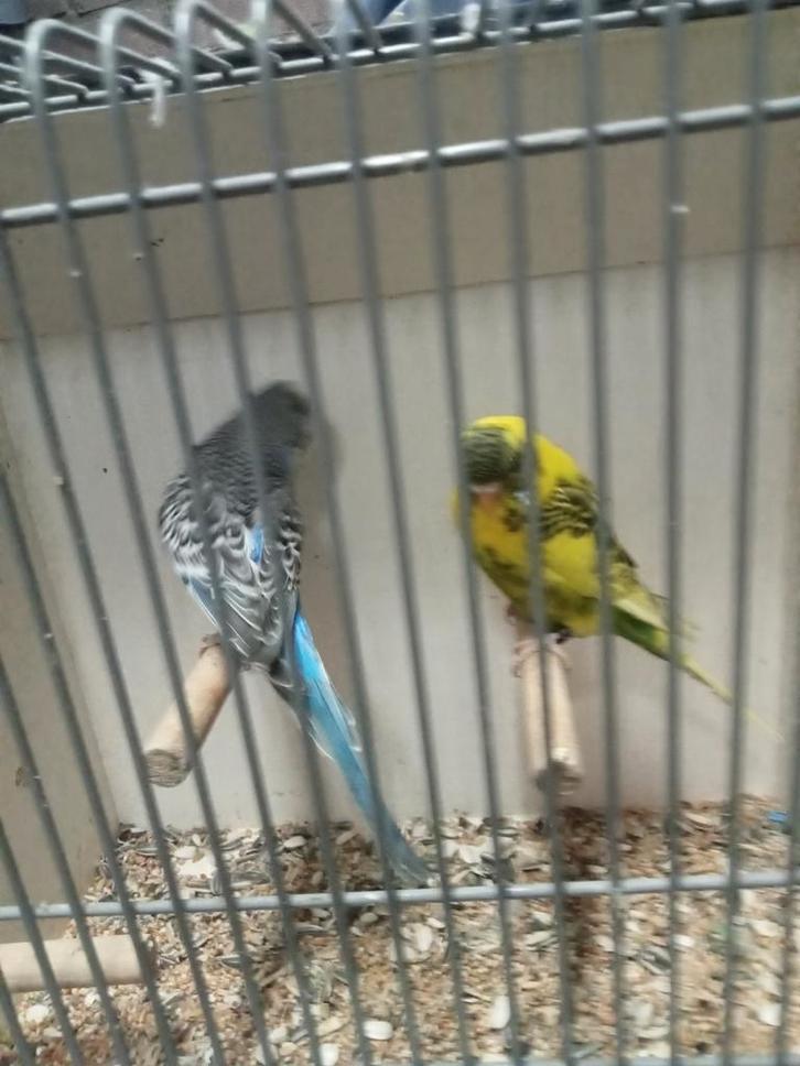 Diverse blackface grasparkieten, Dieren en Toebehoren, Vogels | Parkieten en Papegaaien, Parkiet, Meerdere dieren