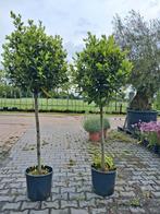 2 x laurier noblis op stam, groenblijvende bollen op stam, Tuin en Terras, Planten | Bomen, Halfschaduw, Ophalen of Verzenden