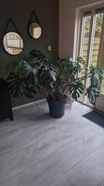 Grote Monstera - Kamerplant, Huis en Inrichting, Kamerplanten, 100 tot 150 cm, Overige soorten, In pot, Groene kamerplant