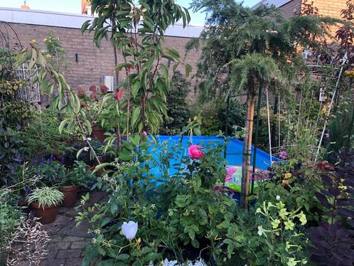 Boompjes in potten te koop, Tuin en Terras, Planten | Bomen, Overige soorten, Bloeit niet, In pot, Ophalen