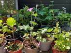 25 DIVERSE VASTE PLANTEN EN AL VLUG EEN BLOEIENDE TUIN, Ophalen of Verzenden, Zomer, Overige soorten, Halfschaduw