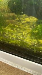 Yellow fire garnaal, Dieren en Toebehoren, Vissen | Aquariumvissen, Kreeft, Krab of Garnaal
