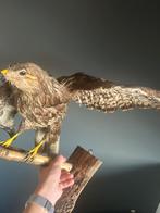 Opgezette roofvogel, Verzamelen, Dierenverzamelingen, Ophalen of Verzenden, Zo goed als nieuw, Vogel, Opgezet dier