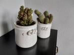 2 cactussen  met pot, Ophalen, Zo goed als nieuw