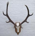 EDELHERT GEWEI ongelijke 10-ender met echte schedel (ref. i), Ophalen, Gebruikt, Hert, Gewei of Kop