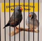 Koppel charcoal zebravinken, Meerdere dieren, Tropenvogel, Geringd