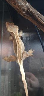 Wimpergekko Flame 0.2, Dieren en Toebehoren, Reptielen en Amfibieën, Hagedis, 3 tot 6 jaar