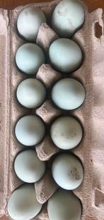 Broedeieren Cream Legbar | blauwe eitjes | auto sexing, Dieren en Toebehoren, Pluimvee, Geslacht onbekend, Kip