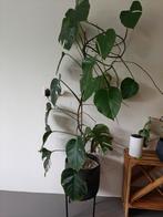 Monstera variegata, Ophalen, Overige soorten
