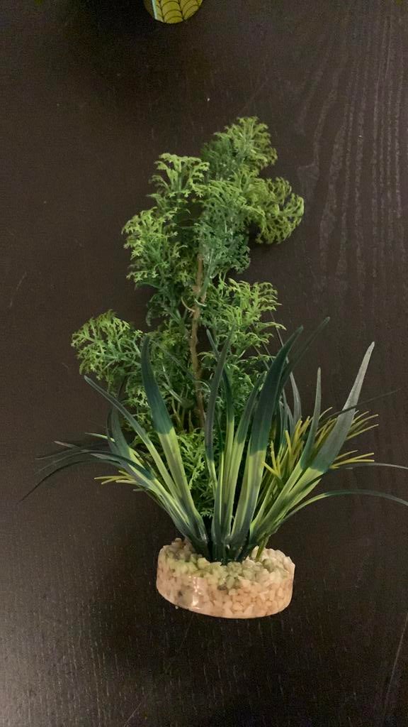 Nep plant aquarium, Dieren en Toebehoren, Ophalen, Plant(en), Steen of Hout