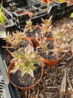 Weigela 'All summer monet', Ophalen, Minder dan 100 cm