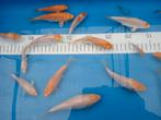 Koi Karpers 10-15cm, Dieren en Toebehoren, Vissen | Vijvervissen, Karper of Koi