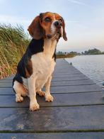 Oppas voor onze hond gezocht, Diensten en Vakmensen, Dieren | Honden | Verzorging, Oppas en Les, Particuliere oppas