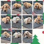 Mooie franse hangoortjes, Meerdere dieren, Groot