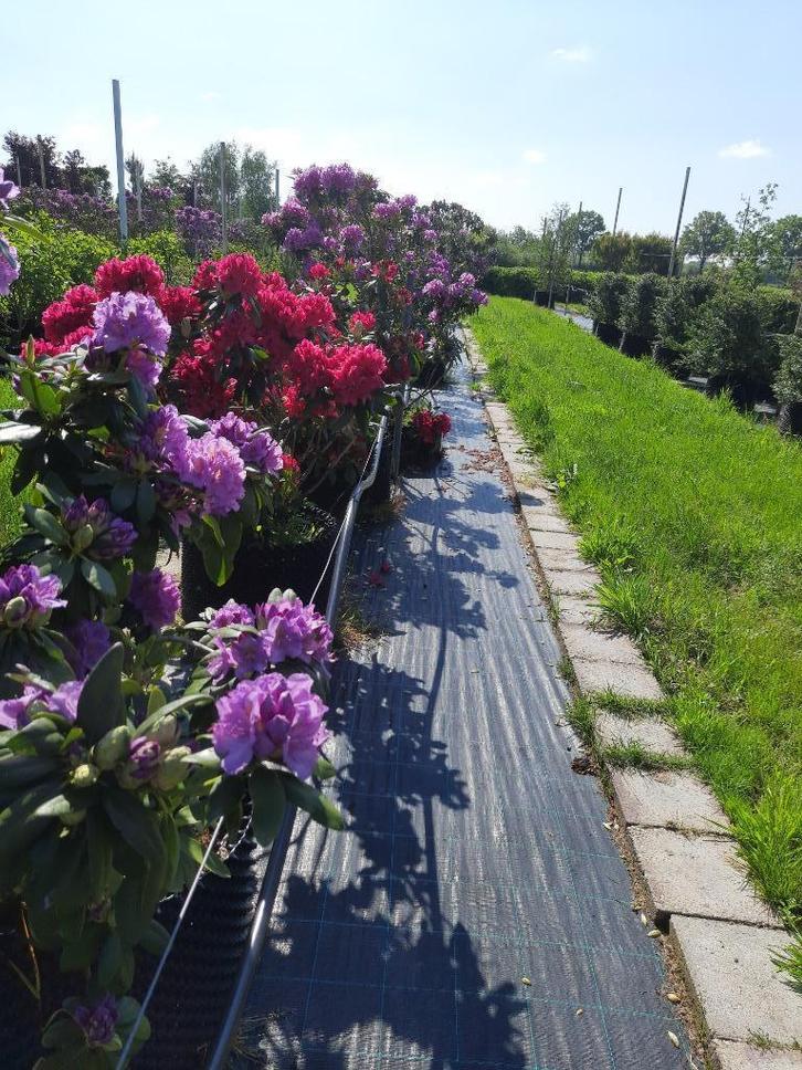 Rhododendrons verschillende kleuren, Tuin en Terras, Planten | Bomen, Overige soorten, Volle zon, Ophalen