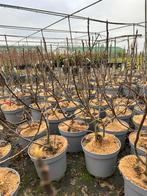 Ficus Carica 'Brown Turkey' in 5L Pot, Bloeit niet, Overige soorten, Minder dan 100 cm, Ophalen