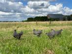 Jonge tamme Amrock kippen gesekst en ingeënt, Dieren en Toebehoren, Pluimvee, Vrouwelijk, Kip