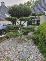 Bonsai Conifeer - 2 Meter, Tuin en Terras, Planten | Bomen, Ophalen of Verzenden