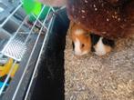2 cavia beertjes/broertjes, Oktober, Mannelijk, Cavia