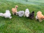 6 hennen 🐥Usa zijdehoen 11 wk geent 💯% hen garantie✅, Dieren en Toebehoren, Pluimvee, Vrouwelijk, Kip