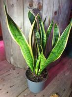 Sansevieria Trifasciata Laurentii 2 kamerplant, Ophalen, Halfschaduw, Minder dan 100 cm
