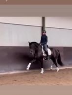 Aparte 4 jarige jameson, Dieren en Toebehoren, Paarden, Gechipt, Ruin, Dressuurpaard, Zadelmak