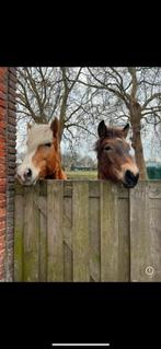 Lieve Halflinger merrie en veulen., Dieren en Toebehoren, Pony's