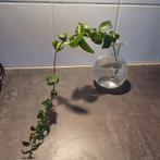 Aerschvnanthus Rasta, Lippenstiftplant grote stek., Ophalen, Overige soorten, Minder dan 100 cm