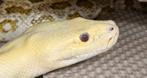 1.2 Python Bivittatus Progshai. Dwarf Burmese, Dieren en Toebehoren, Slang, 3 tot 6 jaar