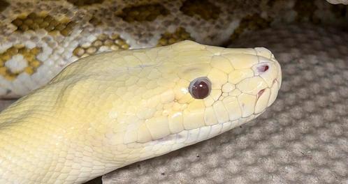 1.2 Python Bivittatus Progshai. Dwarf Burmese, Dieren en Toebehoren, Reptielen en Amfibieën, Slang, 3 tot 6 jaar