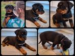 Prachtige Rottweiler pups Met STAMBOOM en Garantie!, CDV (hondenziekte), 8 tot 15 weken, Meerdere, Meerdere dieren