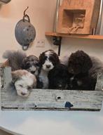 Sproodle puppies F1b doodle, Dieren en Toebehoren, Honden | Niet-rashonden, 8 tot 15 weken, Meerdere, Meerdere dieren, Middel