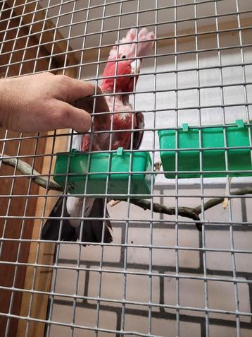 Te koop halftam rosé kakatoe  beschikbaar voor biedingen