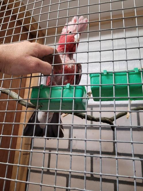 Te koop halftam rosé kakatoe, Dieren en Toebehoren, Vogels | Parkieten en Papegaaien, Parkiet, Mannelijk