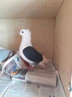 Duitse Meeuwtjes en 1 Oud Hollandse Meeuw., Meerdere dieren, Overige soorten