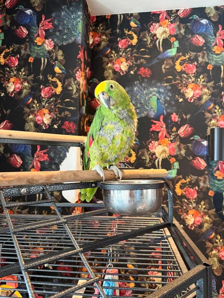 Geel voorhoofd amazone rico, Dieren en Toebehoren, Vogels | Parkieten en Papegaaien, Papegaai, Mannelijk, Pratend, Geringd