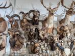 7x opgezet moeflon winkel borst preparaat hert taxidermie, Ophalen of Verzenden, Nieuw, Wild dier, Opgezet dier