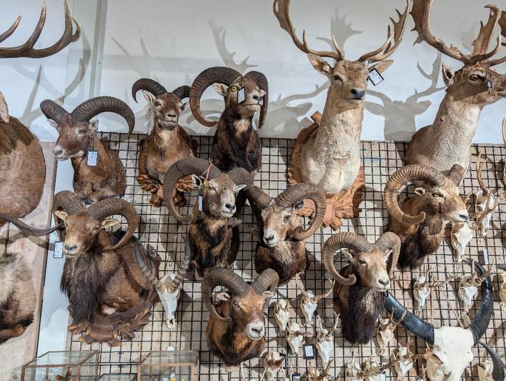 7x opgezet moeflon winkel borst preparaat hert taxidermie, Verzamelen, Dierenverzamelingen, Nieuw, Opgezet dier, Wild dier, Ophalen of Verzenden