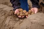 NIEUWE OOGST Hansa aardappelen, Ophalen