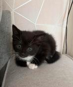 Kittens, Ophalen of Verzenden, Zo goed als nieuw