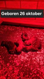 2 Herder pups reutjes. Geboren 26-10-2025 Goedwaakse ouders, Dieren en Toebehoren, Honden | Herdershonden en Veedrijvers, Reu