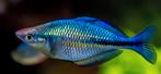 Blauwe regenboogvis - Melanotaenia lacustris, Dieren en Toebehoren, Vis, Zoetwatervis, Schoolvis