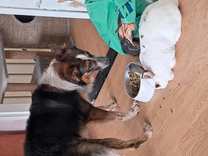 Hond zoekt nieuw huis midel maat bodercollie heder kruising0, Dieren en Toebehoren, Honden | Herdershonden en Veedrijvers, Reu